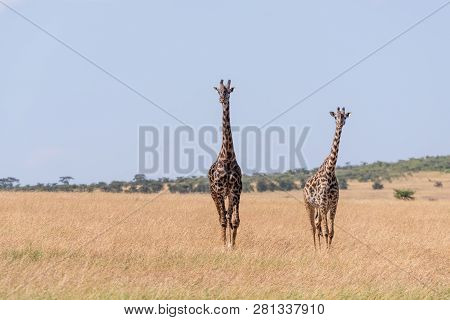 Two Masai Giraffe Walking In Long Grass