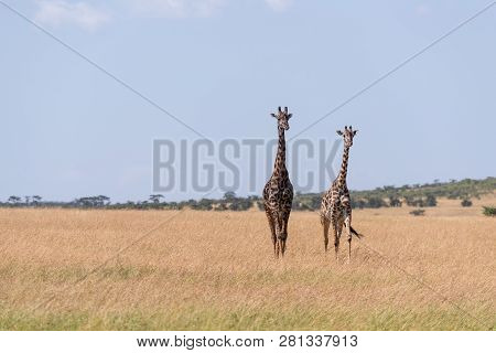 Two Masai Giraffe Walk In Long Grass