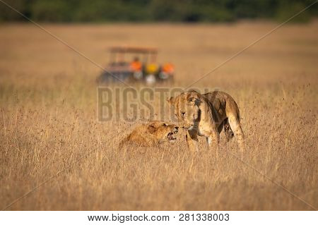 Two Lions Play Fighting With Truck Behind