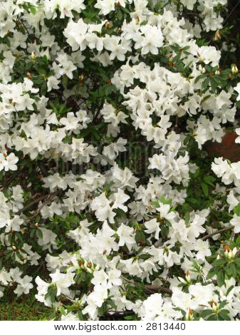 White Azalea Flowers