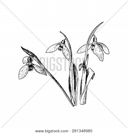 Snowdrop Spring Flowers. Delicate Galanthus Nivalis Flower, Spring Symbols. Snowdrop Blossoms. Skets