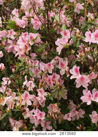 Pinkster Flower, Pink Azalea
