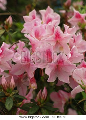 Pinkster Flower, Pink Azalea