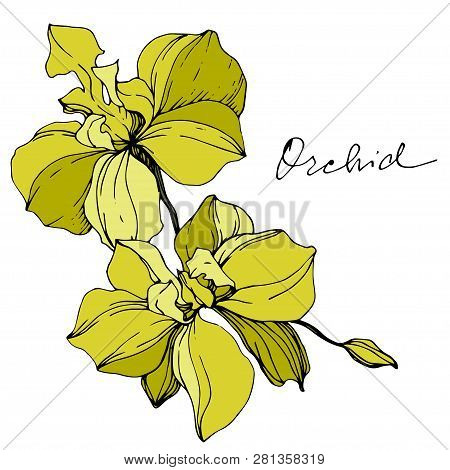 Vector Yellow Orcid Floral Botanical Flower. Engraved Ink Art. Isolated Orchid Illustration Element.