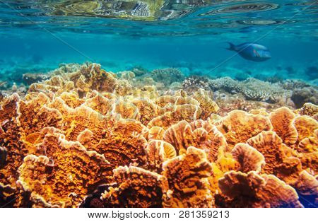 Living Coral reef in Red Sea, Egypt. Natural unusual background.