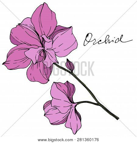 Vector Pink Orcid Floral Botanical Flower. Isolated Orchid Illustration Element.