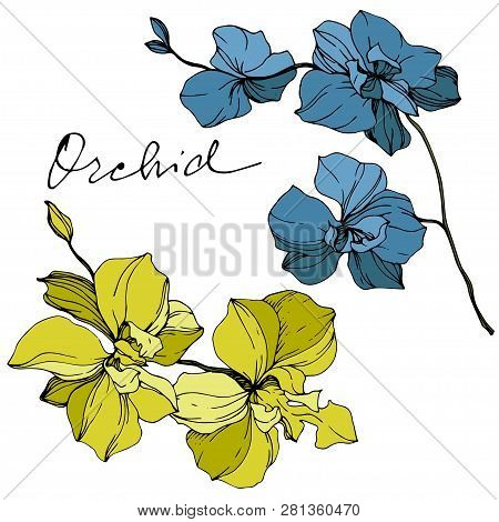 Vector Blue And Yellow Orcid Floral Botanical Flower. Engraved Ink Art. Isolated Orchid Illustration