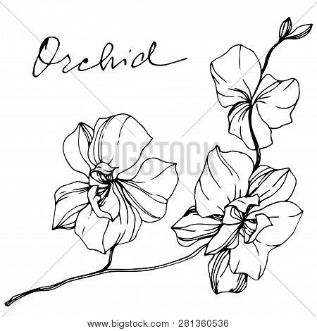Vector Orcid Floral Botanical Flower. Black And White Engraved Ink Art. Isolated Orchid Illustration