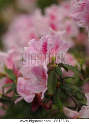 Pinkster Flower, Pink Azalea