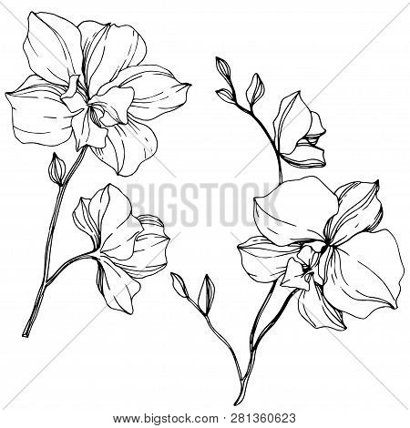 Vector Orcid Floral Botanical Flower. Black And White Engraved Ink Art. Isolated Orchid Illustration