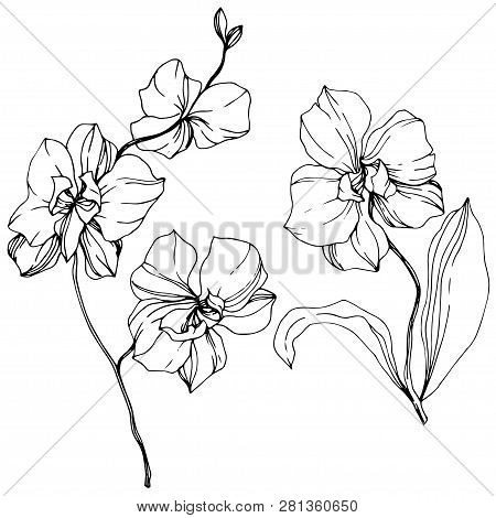Vector Orcid Floral Botanical Flower. Black And White Engraved Ink Art. Isolated Orchid Illustration
