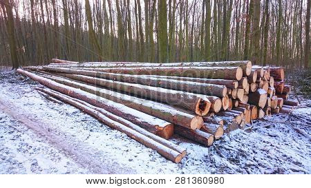Stack a spruce logs. Damaged timber from The European Spruce Bark Beetle - Ips Typographus in Bohemian Forest. Firewood as a renewable energy source. Czech Republic, Central Europe.