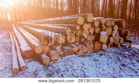 Stack a spruce logs. Damaged timber from The European Spruce Bark Beetle - Ips Typographus in Bohemian Forest. Firewood as a renewable energy source. Czech Republic, Central Europe.