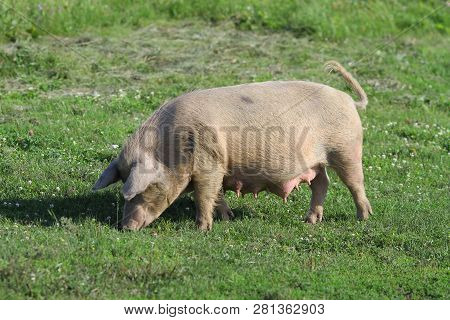 A Large White Pig Grazes On A Green Field.