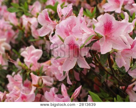 Pinkster Flower, Pink Azalea