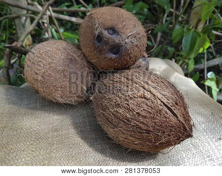 Fresh And Raw Coconuts For Selling On Nylon Sack In Dominican Republic