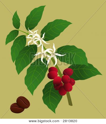Kaffee-Pflanze Coffea Arabica