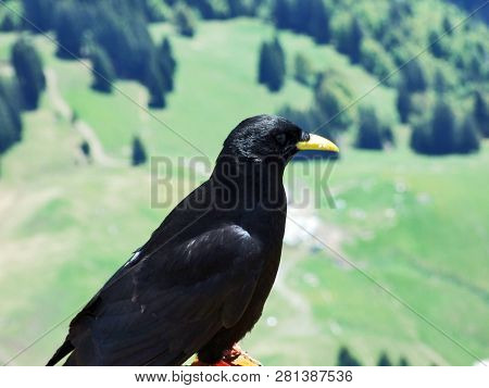 Pyrrhocorax Graculus, The Alpine Chough Or Yellow-billed Chough - Swiss Alps, Switzerland