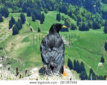 Pyrrhocorax Graculus, The Alpine Chough Or Yellow-billed Chough - Swiss Alps, Switzerland