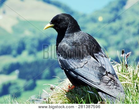 Pyrrhocorax Graculus, The Alpine Chough Or Yellow-billed Chough - Swiss Alps, Switzerland