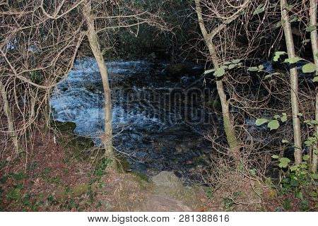 Dense Forest Next To The Agios Nikolaos Park Naousa Greece