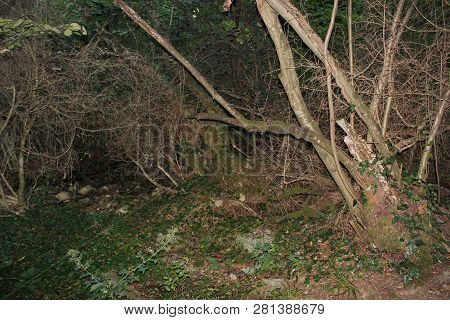 Dense Forest Next To The Agios Nikolaos Park Naousa Greece