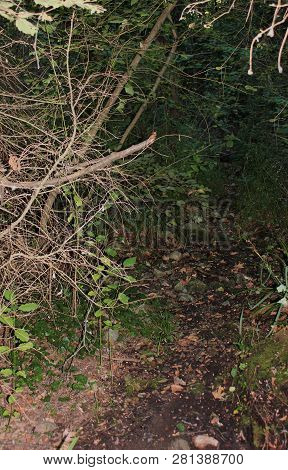 Dense Forest Next To The Agios Nikolaos Park Naousa Greece