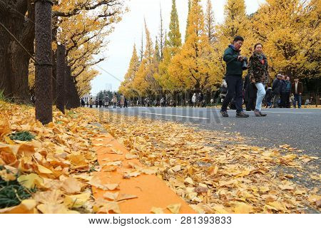 Tokyo, Japan - November 30, 2016: People Celebrate Ginkgo Avenue Autumn Foliage In Tokyo, Japan. Ich