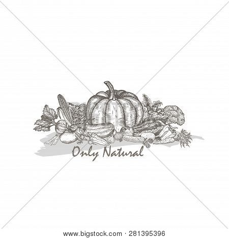 The Composition Of Natural Vegetables. Graphic Vector.