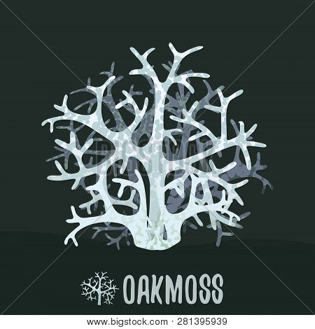Oakmoss Or Tree Moss Evernia Prunastri. Botanical Illustration. Vector Design Element.