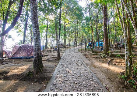 Thong Pha Phum - Thailand  Dec 5, 2016 :- Camping And Tent Under The Pine Forest At Thong Pha Phum N