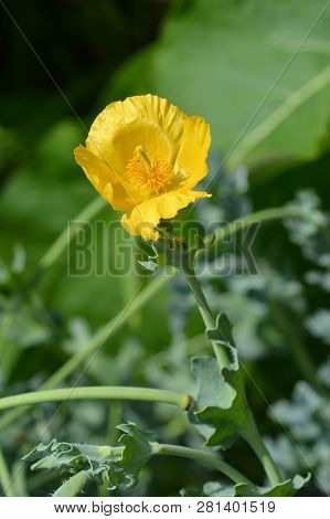 Yellow Horned Poppy Flower - Latin Name - Glaucium Flavum