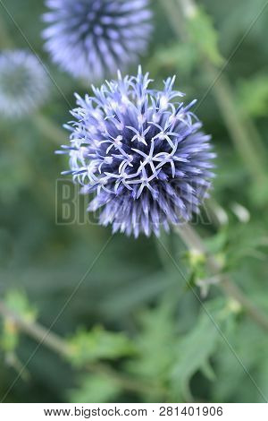 Southern Globethistle - Latin Name - Echinops Ritro
