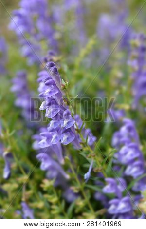 Bunchleaf Penstemon - Latin Name - Penstemon Heterophyllus