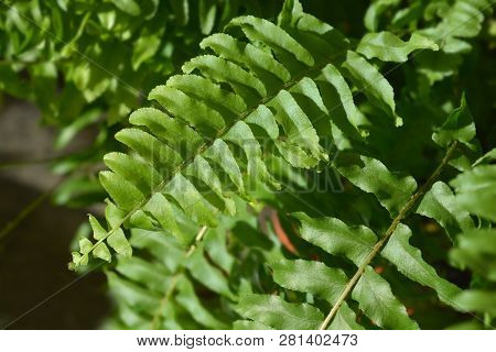 Sword Fern Green Lady - Latin Name - Nephrolepis Exaltata Green Lady