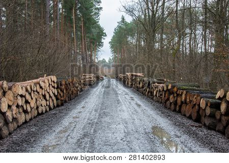 Truncated Tree Trunks By The Road In The Forest - Autumn View