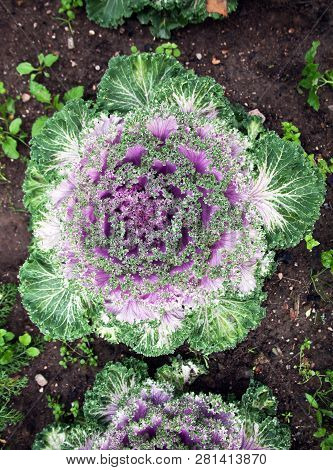 Head Decorative Color Caputi On The Background Of The Soil. The View From The Top.