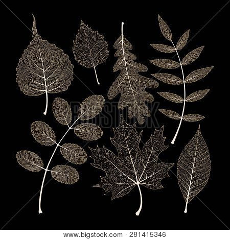 Vector Set Of High Detailed Skeleton Leaves