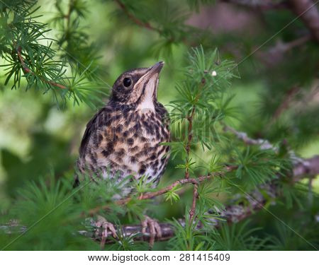 Chick-fledglings Of The Thrush On A Branch Of Larch. Young Mistle Thrush Stood For Masking. Russia