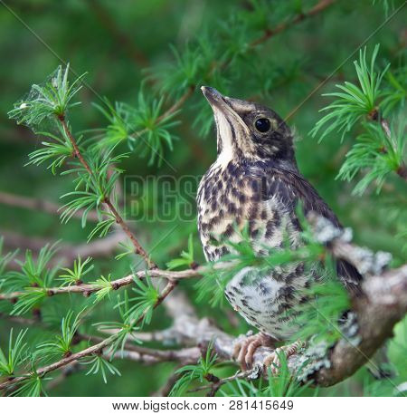 Chick-fledglings Of The Thrush On A Branch Of Larch. Young Mistle Thrush Stood For Masking. Russia