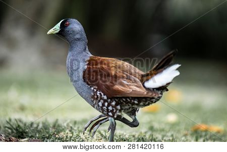 Beautiful Specimen Of Green-billed Tingua (gallinula Melanops Bogotensis) Walking Quietly, Typical B