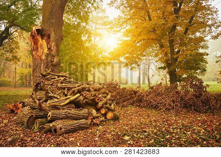 Woodstack On The Sunny Colorful Autumn Park