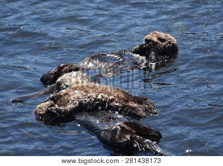 Cute Capture Of Three Sea Otters Floaring On Their Backs In Morro Bay, California.