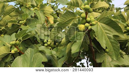 Fig Tree With Many Fruits And Green Leaves
