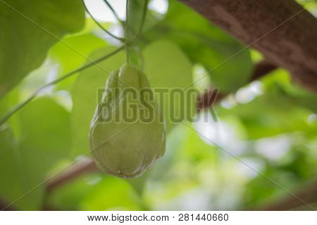 Pile Of Chayote Fruits, Chayote Is Also Known As Mirliton. Squash Is An Edible Plant Of The Zucchini