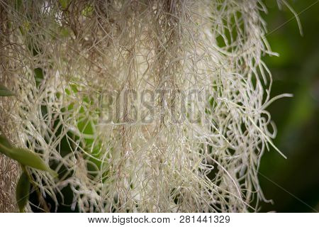 Spanish Moss Close Up. Grey Natural Background.