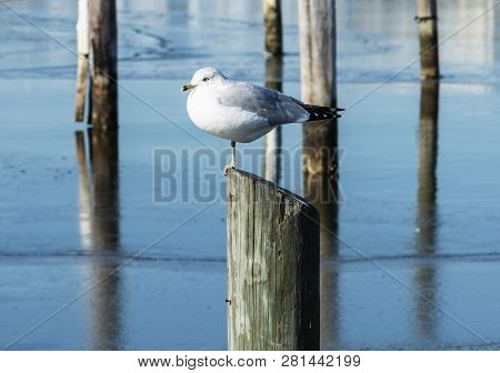 A Seagull With One Leg Is Standing On A Pylon At A Pier With Frozen Blue Water Below.