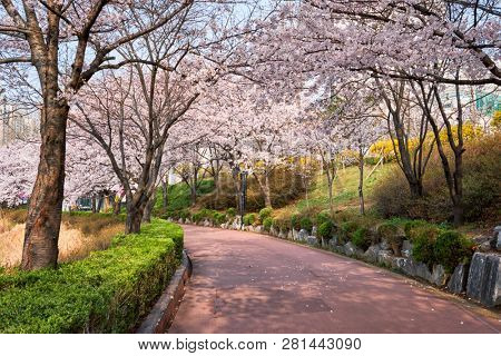 Blooming sakura cherry blossom alley in park in spring, Seokchon lake park, Seoul, South Korea