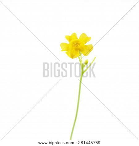 Yellow Male Flower Of Melothria Scabra Or Mexican Miniature Watermelon Isolated On White Background