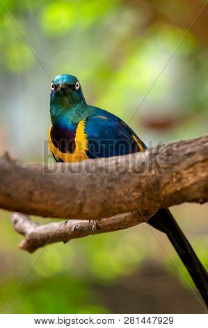 Golden Breasted Starling, Cosmopsarus Regius, Glossy Starling Sitting On The Tree Branch. Beautiful 